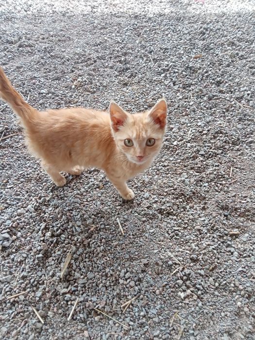 Отдам     котенка
