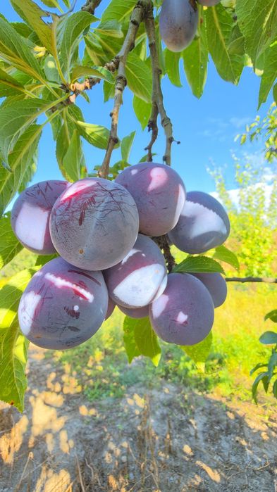 Prune Anaspeth Tuica