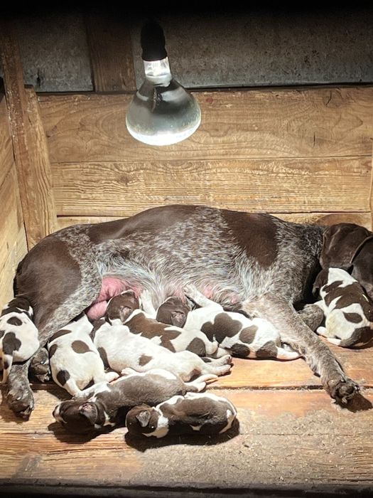 Немски късокосмест пойнтер (Курцхаар)