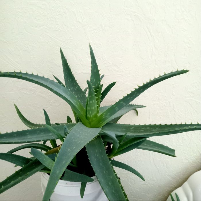 Продам  комнатные растения