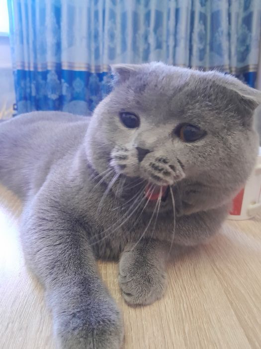 Вязка котик 1.5 года