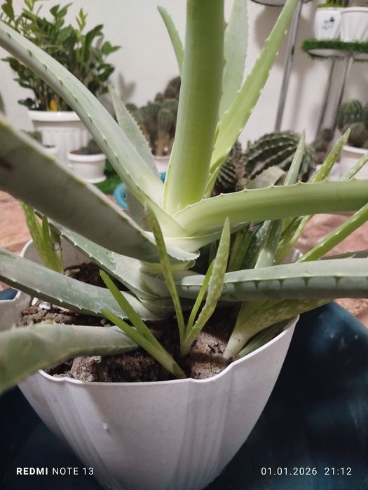 Алоэ 3 года , очень насыщенный