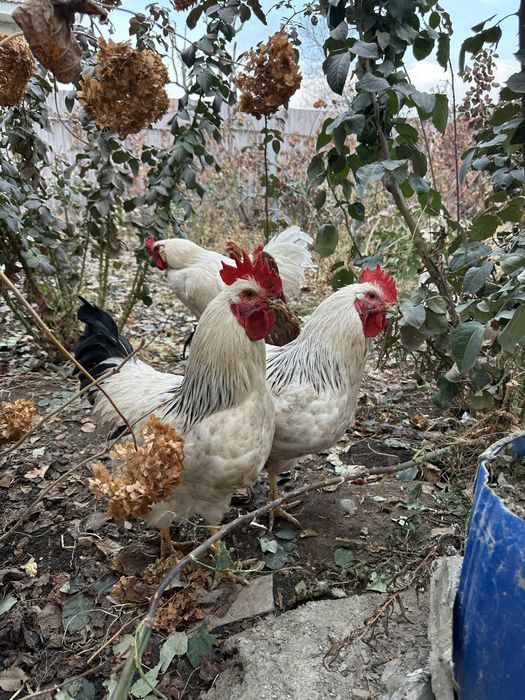 Продам петухов.