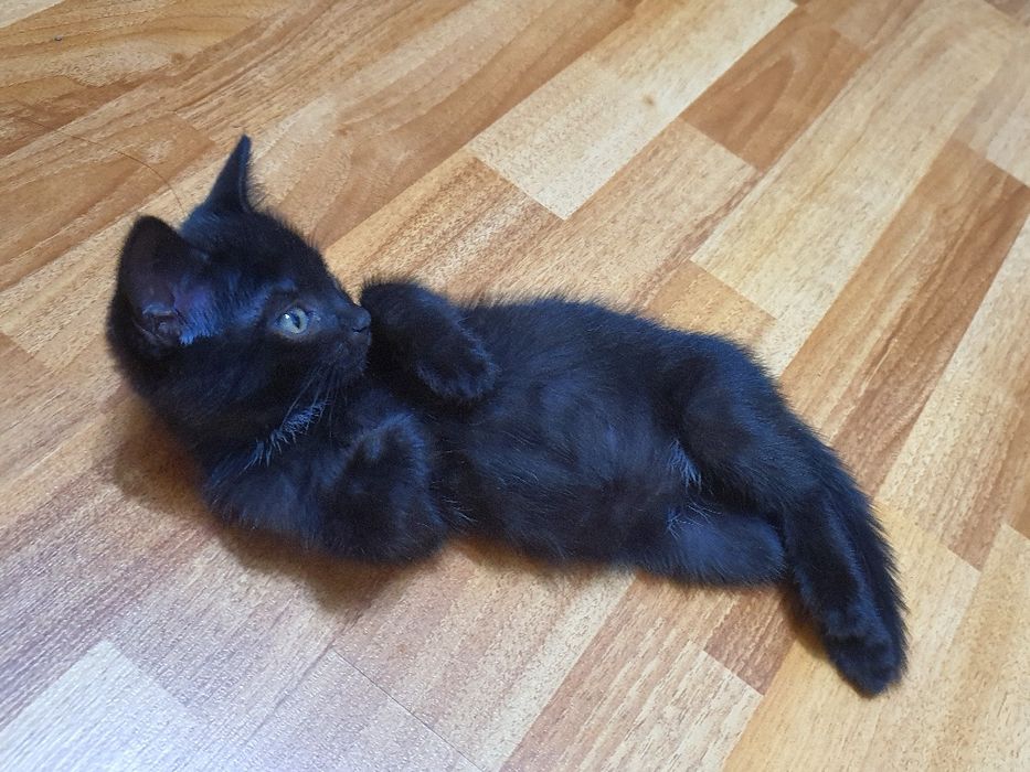 Отдам котёнка в хорошие руки