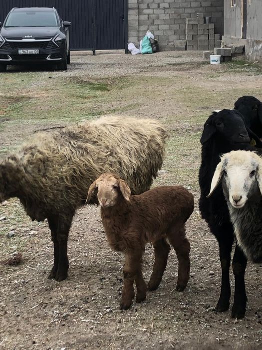 Қозылы қойлар сатылады