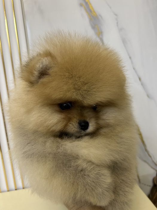 Померанский шпиц