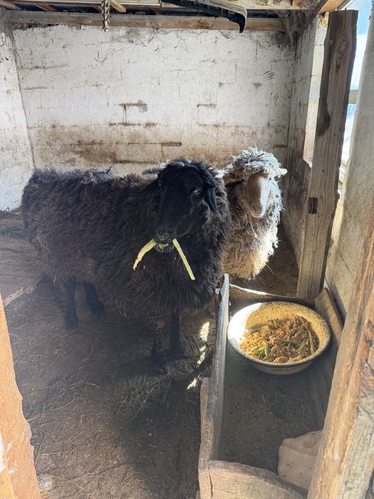 Қой сатылады сеееміз