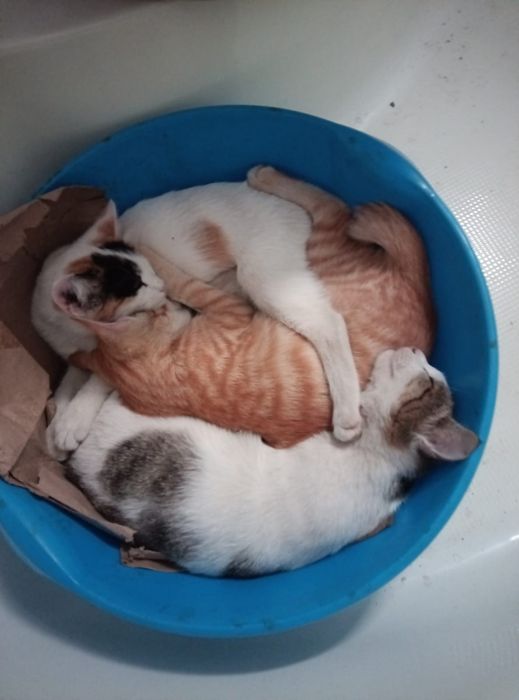 Отдам котят 4 месяца