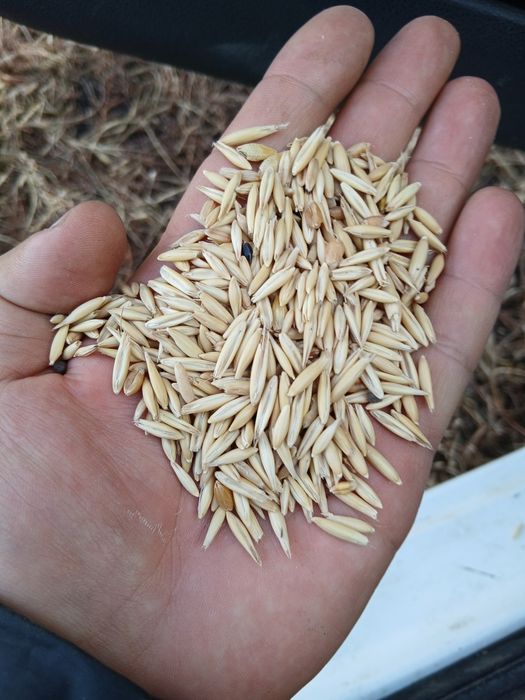 Закупаем  Зерноотходы, овес ,пшеница ,ячмень