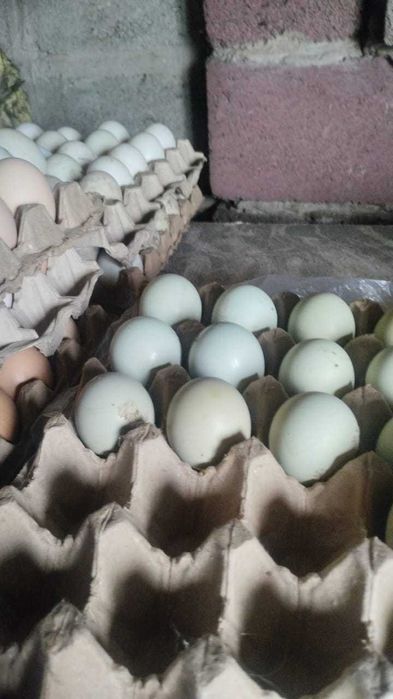 Продаются яйца недорого