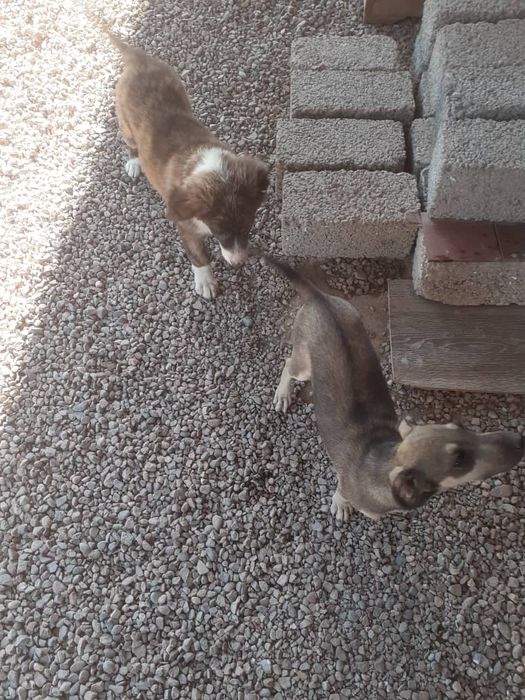 kuchiklar 2 ta qiz 1 ta o'g'il bola