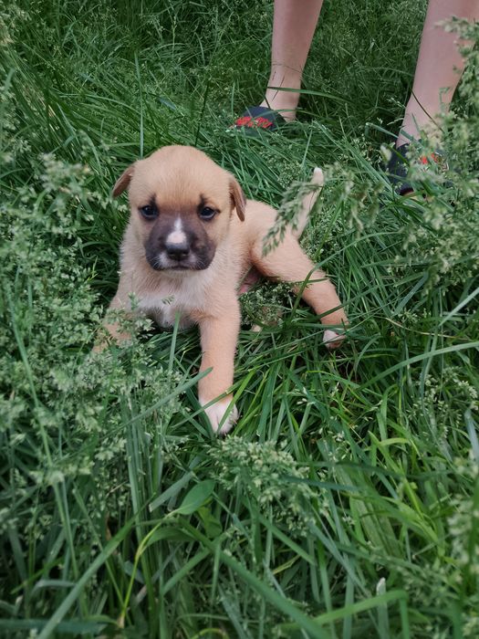 Adoption Căini...