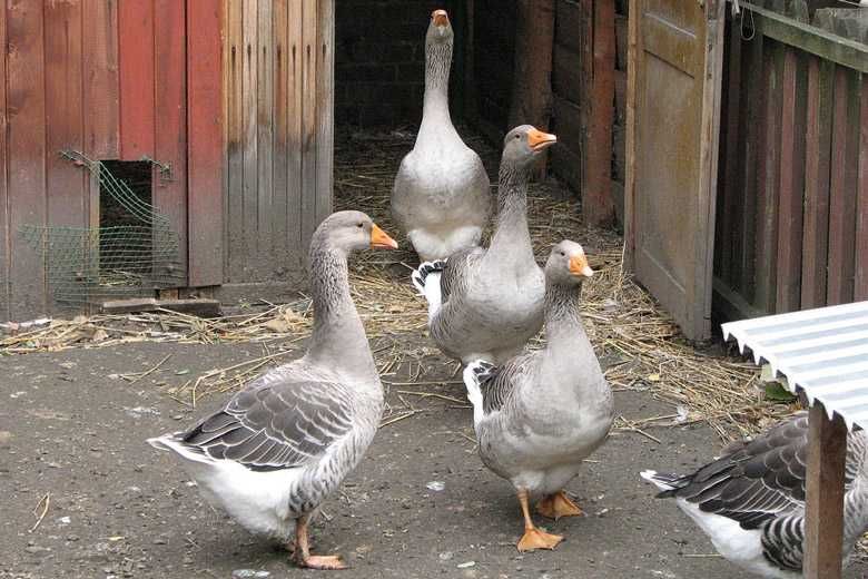 Рассийа гоз жужалари сотувга чикди