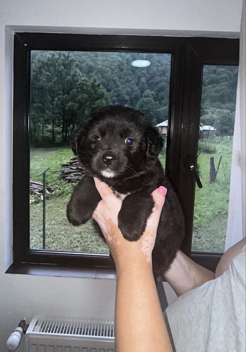 Donez pui de cațea !