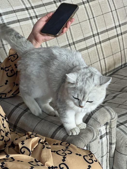 Чистая порода Британский шиншилла вязка