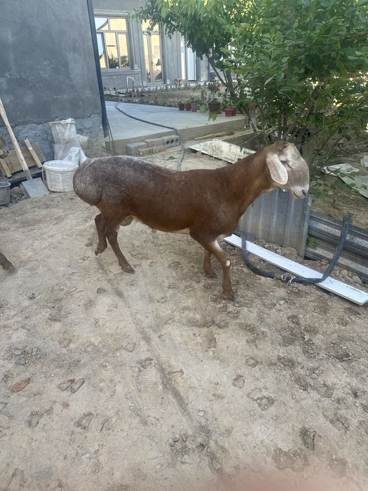 Arashan qoylar  sotiladi