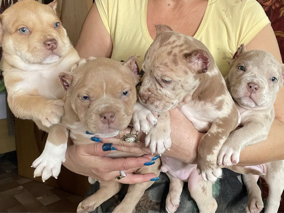 Американский булли