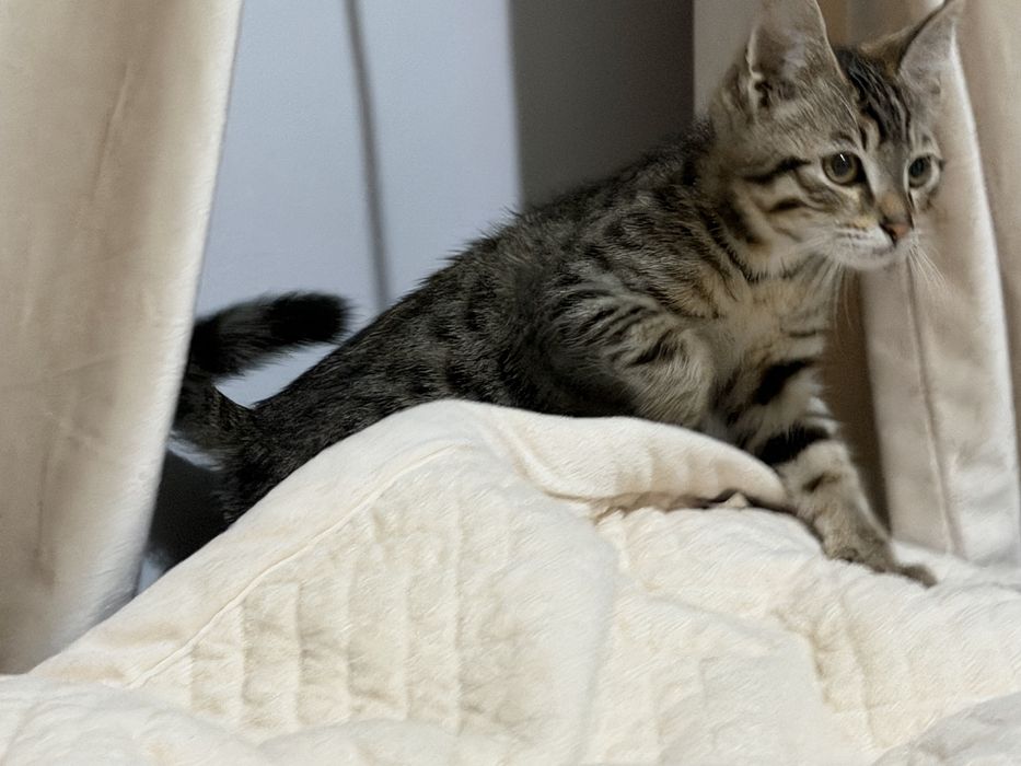 Котят в хорошие руки