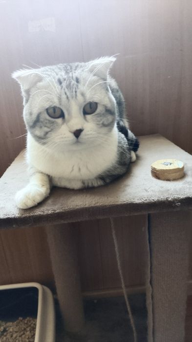 Кошка шотландская вислоухая