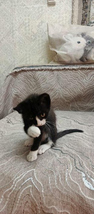 Отдам котенка, 3 месяца, мальчик, в добрые руки