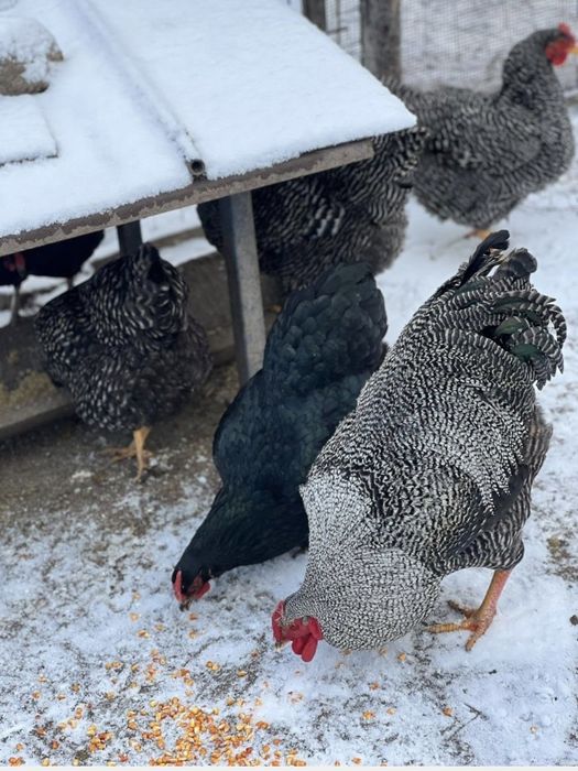 Vand oua de incubat  wyandotte(rosu-negru/alb-negru) si playmouth