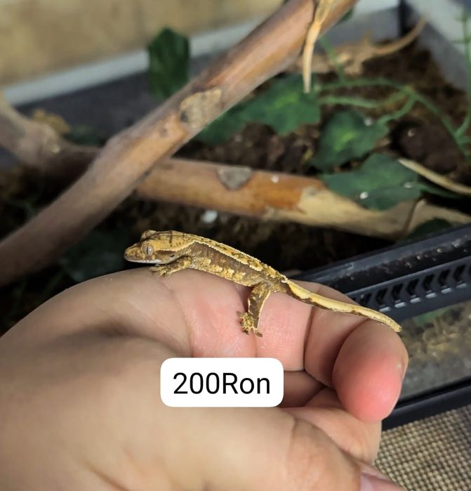 Gecko Crested Soparla