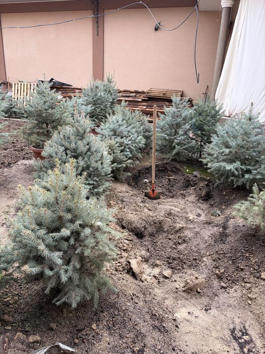 Голубой ель арча сотилади