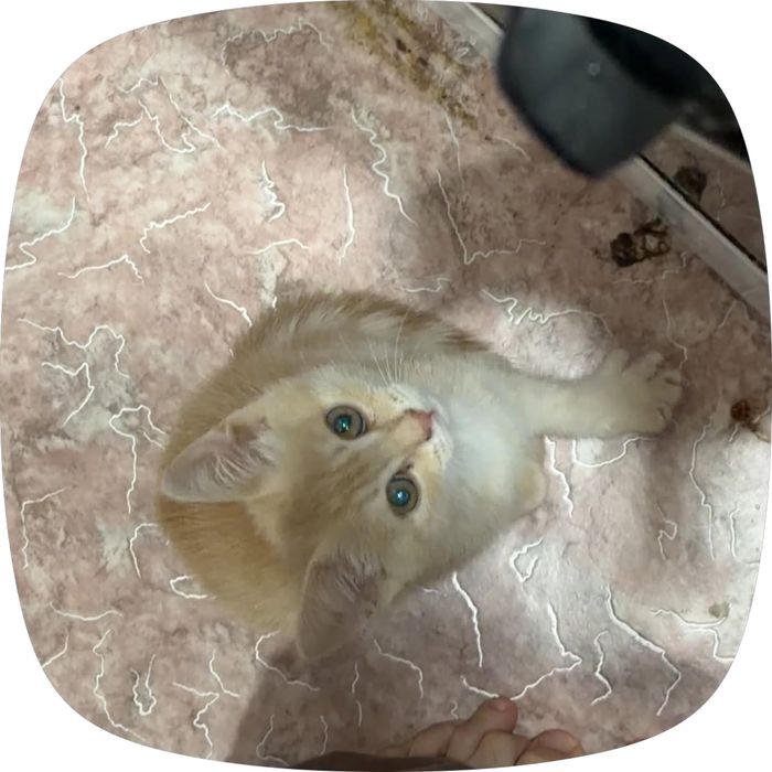 отдам в хорошие руки