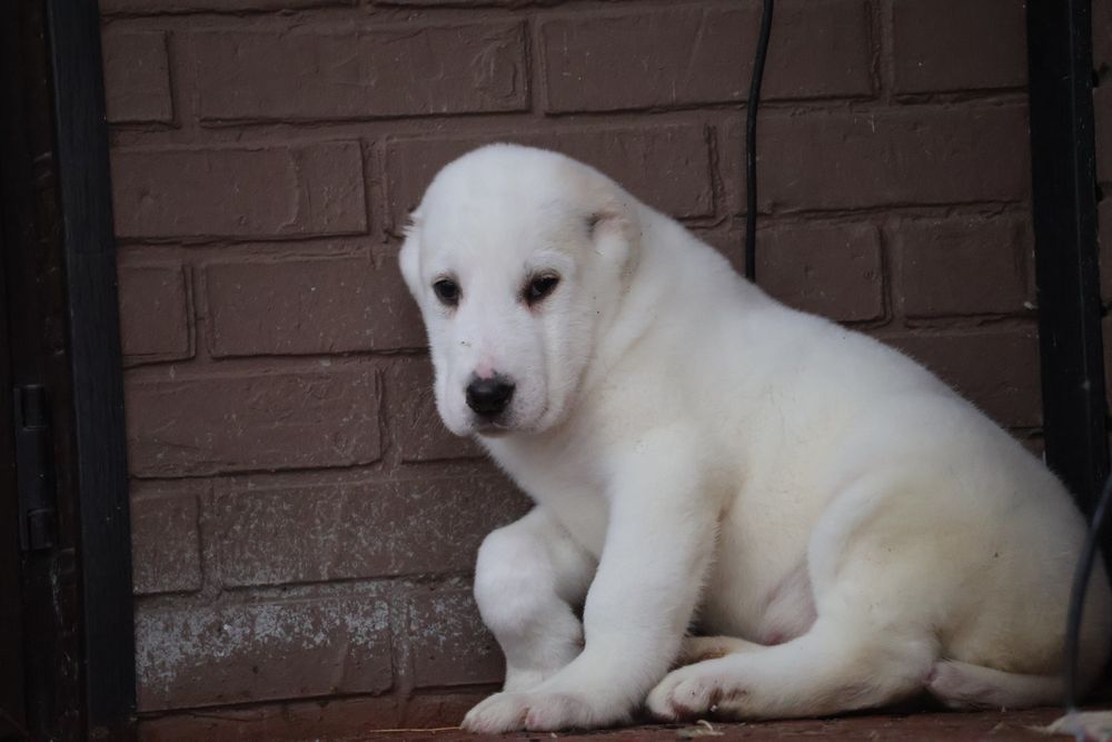 Белоснежные щенки САО Алабая