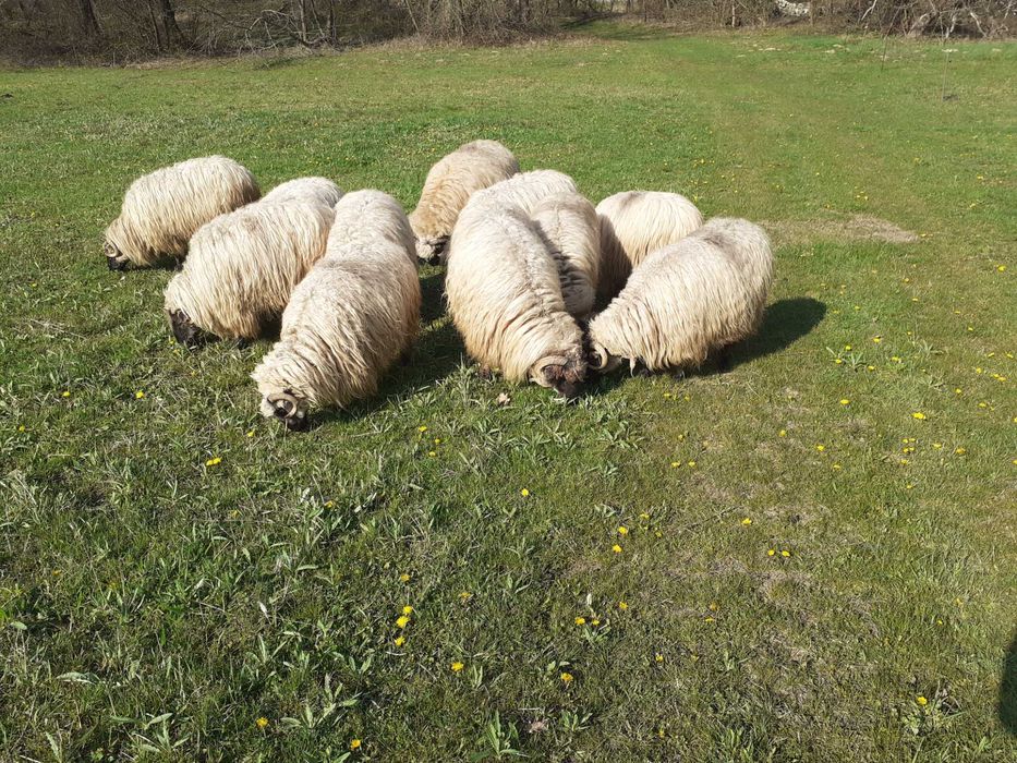 Oi bucălăi de vânzare