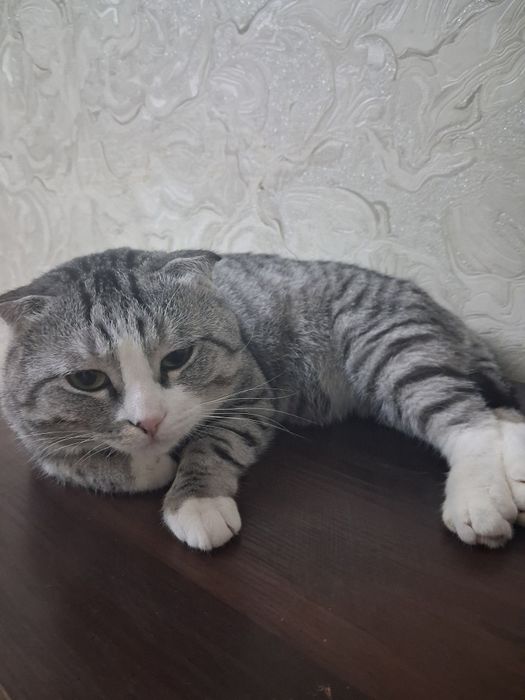 Отдам кота скоттиш фолд