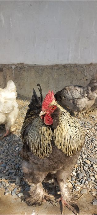 Хурозни эркаги бор