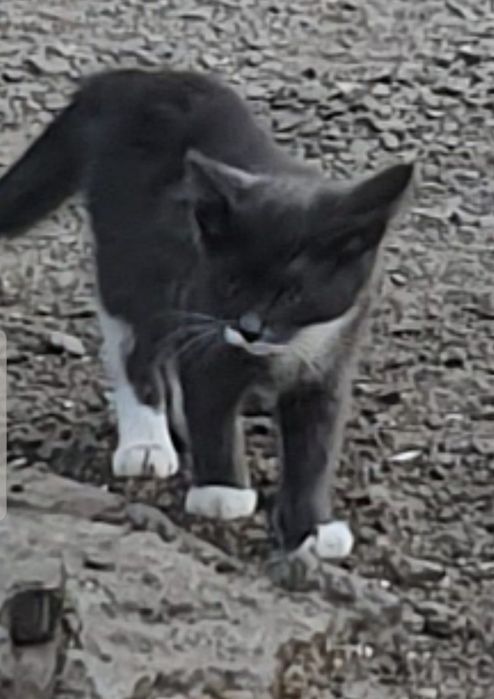 Котенок дымчатый с белыми лапками ждет Вас!