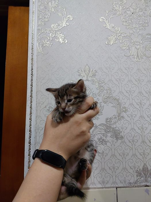 Котята в хорошие руки