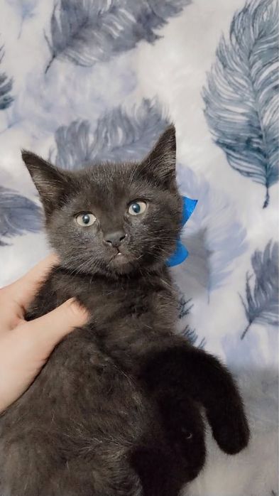 Котёнок мальчик 2 месяца