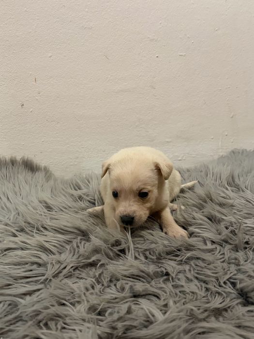 Пинчерчета.