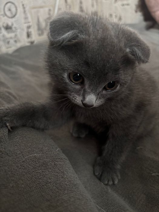 Шотландская вислоухая