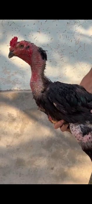 Бойцовский тауык и кораз