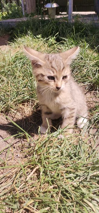Отдам котят в добрые руки