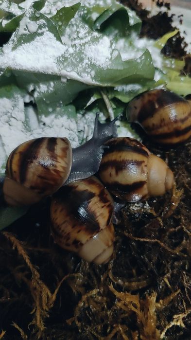 В продаже архахатина маргината овум