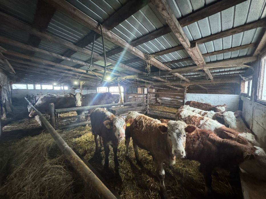 Vând juninci 6 luni si un an jumate