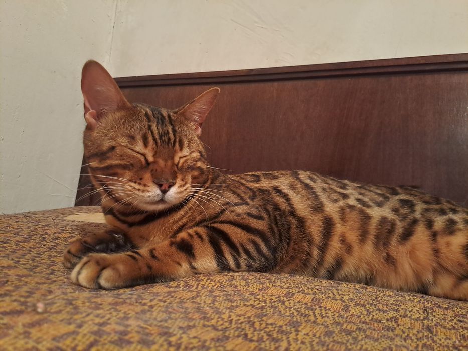 Продаю Бенгальскую кошку