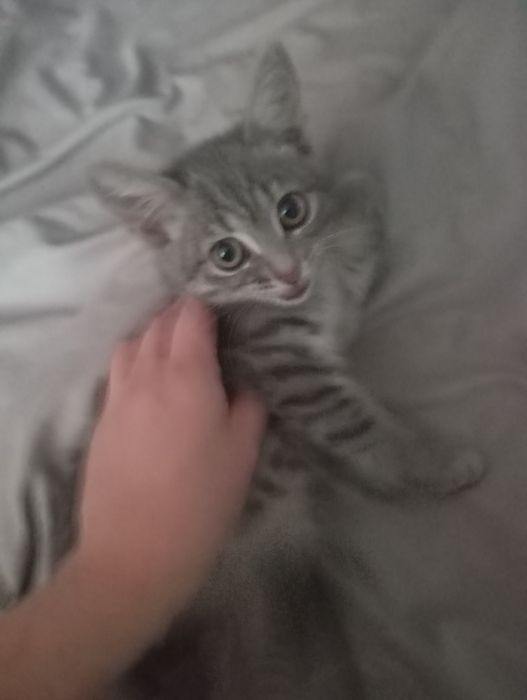 Отдам котенка девочка