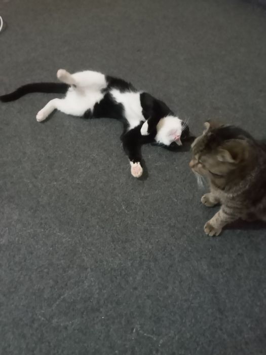 Hadyalar mushuklar beriladi