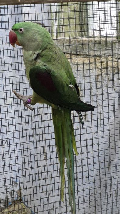 Vand papagali barraband