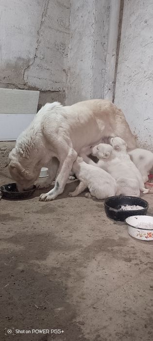 Продаю щинят алабая