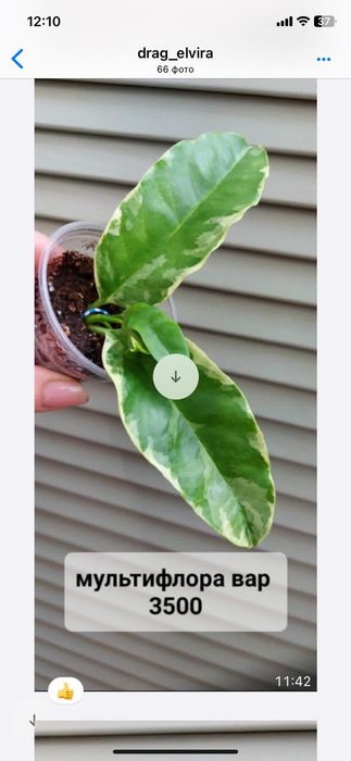 Хойи . Комнатные растения.