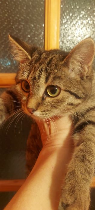 Котенок ищет дом