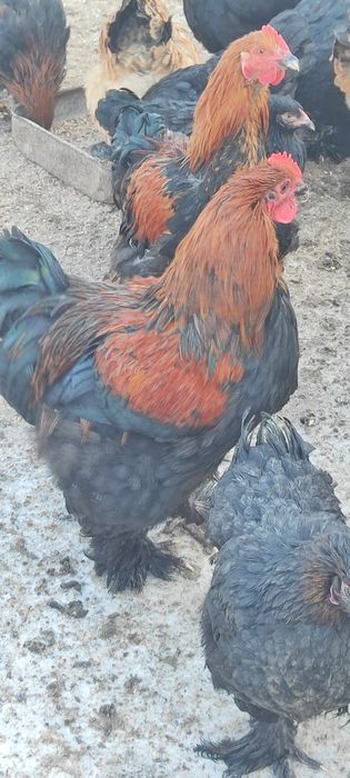 Петухи молодые майские.