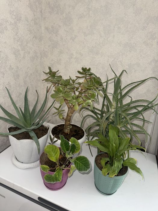 Комнатные растения